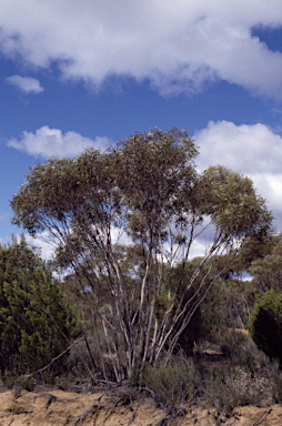 APII jpeg image of Eucalyptus exigua  © contact APII