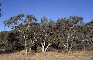 APII jpeg image of Eucalyptus enythrocorys  © contact APII