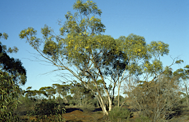 APII jpeg image of Eucalyptus flavida  © contact APII