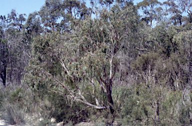 APII jpeg image of Eucalyptus ignorabilis  © contact APII