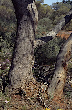 APII jpeg image of Eucalyptus kochii subsp. amaryssia  © contact APII