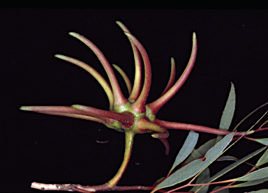 APII jpeg image of Eucalyptus lehmannii subsp. parallela  © contact APII