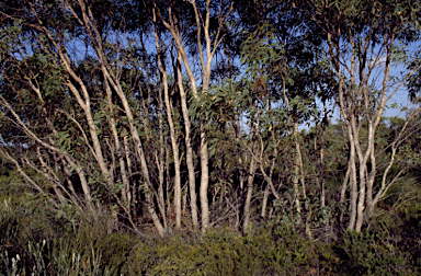 APII jpeg image of Eucalyptus balanites  © contact APII