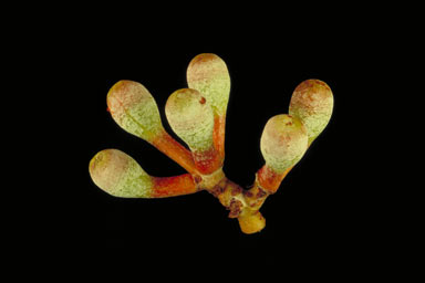 APII jpeg image of Corymbia collina  © contact APII