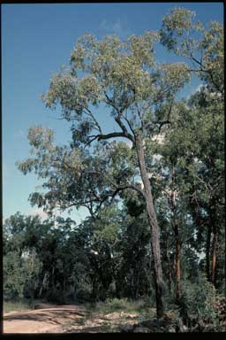 APII jpeg image of Eucalyptus corynodes  © contact APII