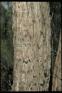 APII jpeg image of Eucalyptus mediocris  © contact APII