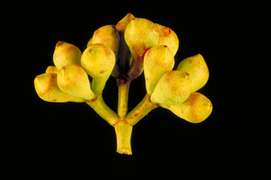 APII jpeg image of Corymbia cadophora  © contact APII