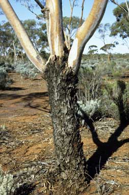 APII jpeg image of Eucalyptus clelandiorum  © contact APII