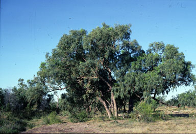APII jpeg image of Eucalyptus limitaris  © contact APII