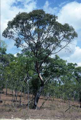 APII jpeg image of Eucalyptus lockyeri subsp. exuta  © contact APII