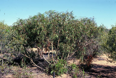 APII jpeg image of Eucalyptus lucens  © contact APII