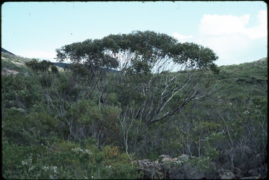 APII jpeg image of Eucalyptus aquilina  © contact APII