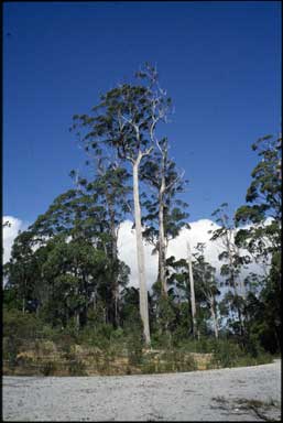 APII jpeg image of Eucalyptus muelleriana  © contact APII