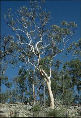 APII jpeg image of Eucalyptus pachycalyx  © contact APII