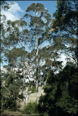 APII jpeg image of Eucalyptus quadrangulata  © contact APII