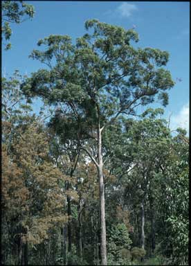 APII jpeg image of Eucalyptus resinifera  © contact APII