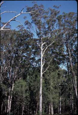APII jpeg image of Eucalyptus sphaerocarpa  © contact APII
