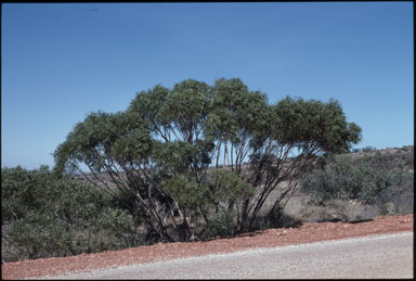 APII jpeg image of Eucalyptus ultima  © contact APII