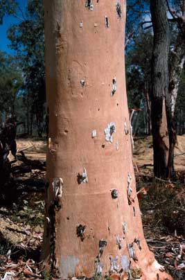 APII jpeg image of Eucalyptus accedens  © contact APII