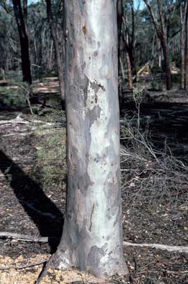 APII jpeg image of Eucalyptus argyphea  © contact APII