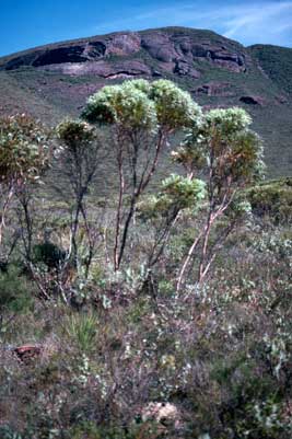 APII jpeg image of Eucalyptus buprestium  © contact APII