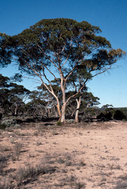 APII jpeg image of Eucalyptus calcareana  © contact APII