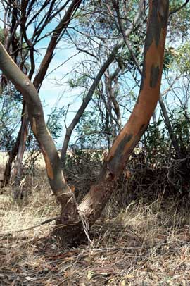 APII jpeg image of Eucalyptus calycogona subsp. spaffordii  © contact APII