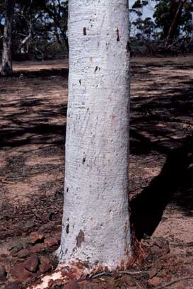 APII jpeg image of Eucalyptus capillosa subsp. capillosa  © contact APII