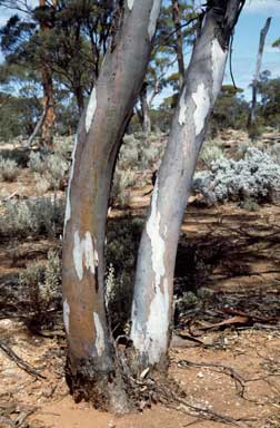APII jpeg image of Eucalyptus celastroides  © contact APII