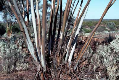 APII jpeg image of Eucalyptus celastroides  © contact APII