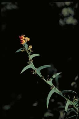 APII jpeg image of Daviesia pectinata  © contact APII