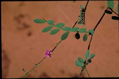 APII jpeg image of Tephrosia remotiflora  © contact APII