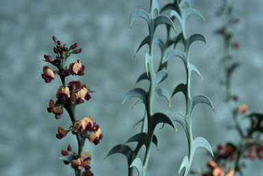 APII jpeg image of Daviesia dilatata  © contact APII