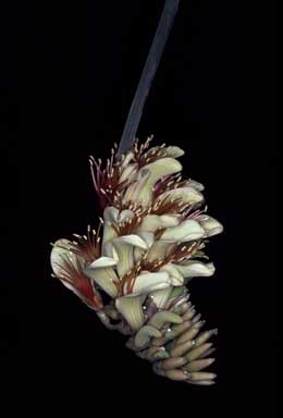 APII jpeg image of Erythrina vespertilio  © contact APII