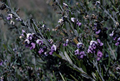 APII jpeg image of Hovea montana  © contact APII