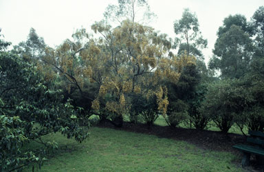 APII jpeg image of Jacksonia scoparia  © contact APII