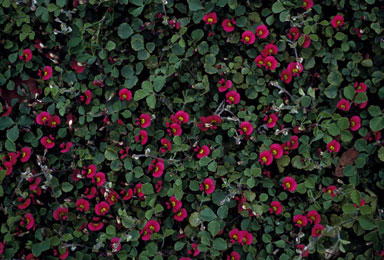 APII jpeg image of Kennedia carinata  © contact APII