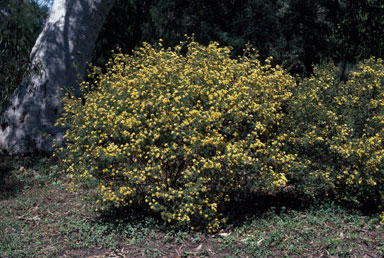 APII jpeg image of Pultenaea altissima  © contact APII