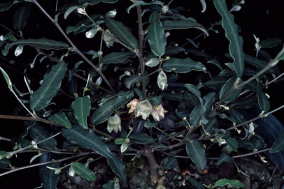 APII jpeg image of Brachysema sericeum subsp. melanopetalum  © contact APII