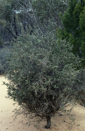 APII jpeg image of Daviesia arenaria  © contact APII