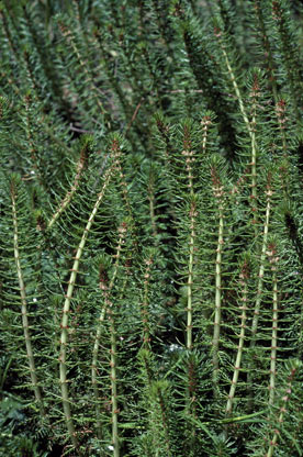 APII jpeg image of Myriophyllum  © contact APII