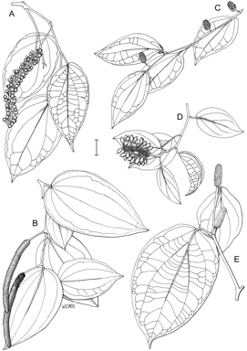 APII jpeg image of Piper fungiforme,<br/>Piper hederaceum var. longiorispicum,<br/>Piper mestonii,<br/>Piper macropiper,<br/>Piper caninum  © contact APII