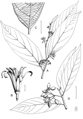 APII jpeg image of Alangium villosum subsp. polyosmoides  © contact APII