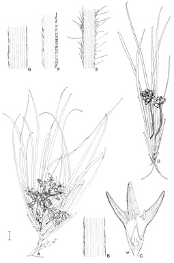 APII jpeg image of Conostylis aurea,<br/>Conostylis phathyrantha  © contact APII