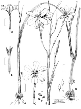 APII jpeg image of Homeria flaccida,<br/>Homeria miniata  © contact APII