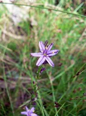 APII jpeg image of Caesia parviflora var. vittata  © contact APII
