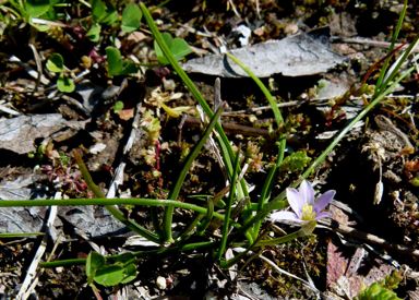 APII jpeg image of Romulea minutiflora  © contact APII