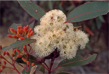 APII jpeg image of Eucalyptus marginata  © contact APII