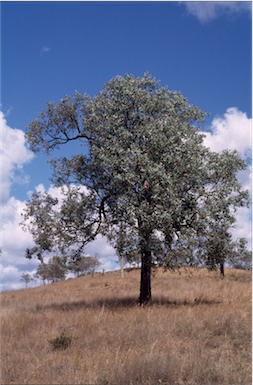 APII jpeg image of Eucalyptus  melanophloia  © contact APII