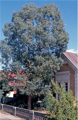 APII jpeg image of Eucalyptus nicholii  © contact APII